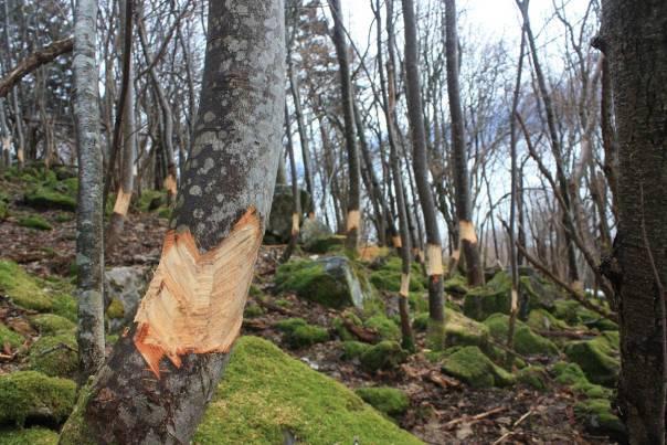 2010 Ringbarking av platanlønn i Sulesund naturreservat, Sula kommune, Møre og Romsdal Tore Chr