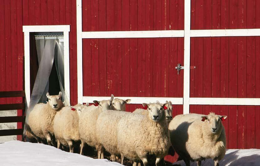 1) Kopplam ikke inkludert i tall lam om høsten. Lam om høsten er lam som er registrert med høstvekt eller er blitt slakta. 2) Høstvekt og avdrått er korrigert til 145 dager.