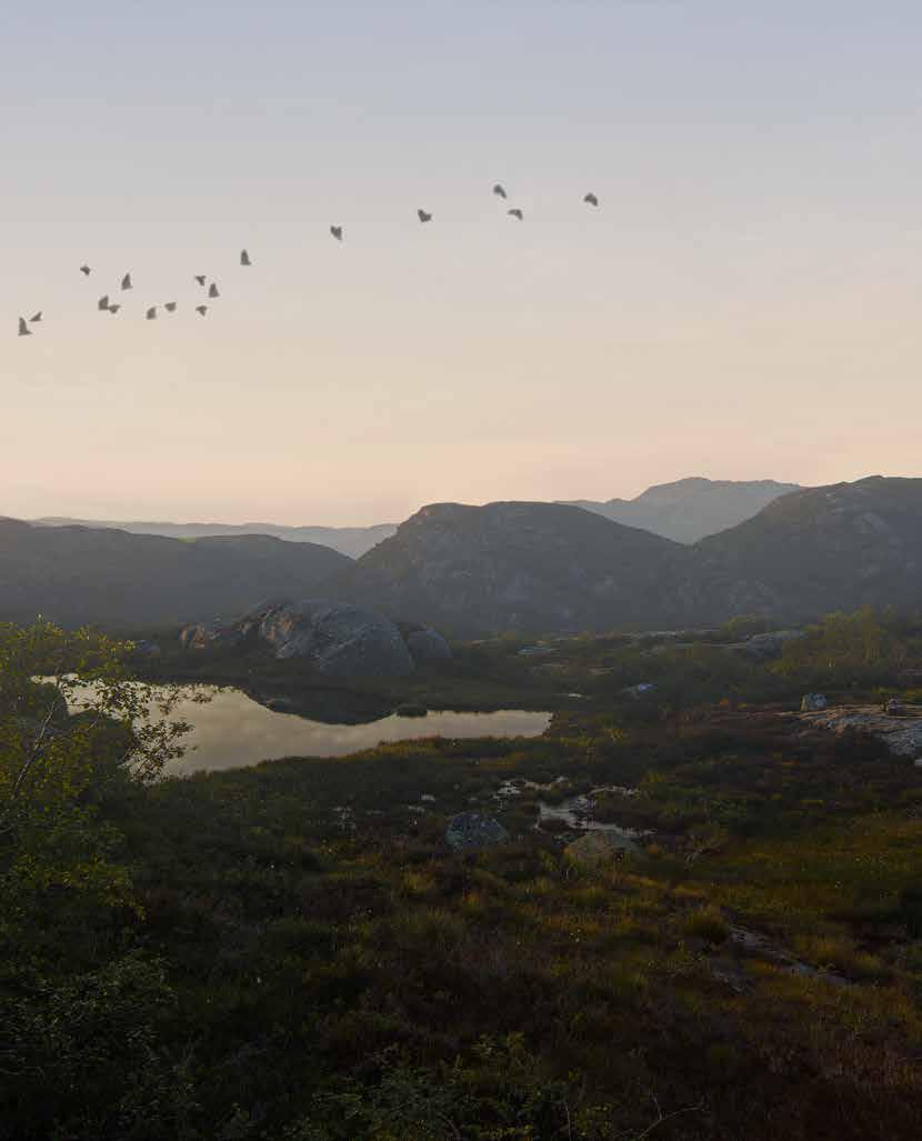 I ETT MED NATUREN FUGLELIV På Smølåsen kan du treffe både tiur, skogsduer og rype. Jakt på fjellrype og lirype er tillatt fra ca. september til slutten av februar.