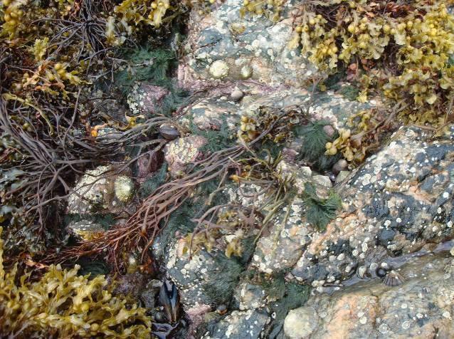 Faunaen i strandsona bestod av vanleg førekommande artar med ein dominans av fjærerur (Semibalanus balanoides), vanleg strandsnegl (Littorina littorea) og albogesnegl (Patella vulgata) (figur 4).