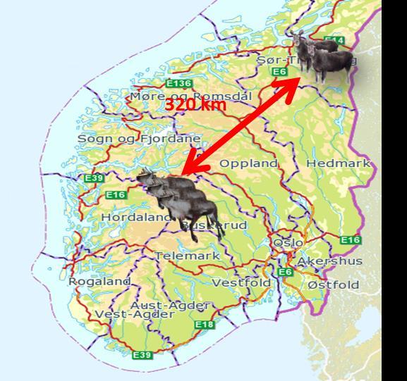 CWD positive dyr i Norge (per 4.7.2017) Art Lokalitet Død - dato Dato diagnose offentlig Kjønn Alder Merknad alder Villrein Nordfjella Døde 15.mars 4.