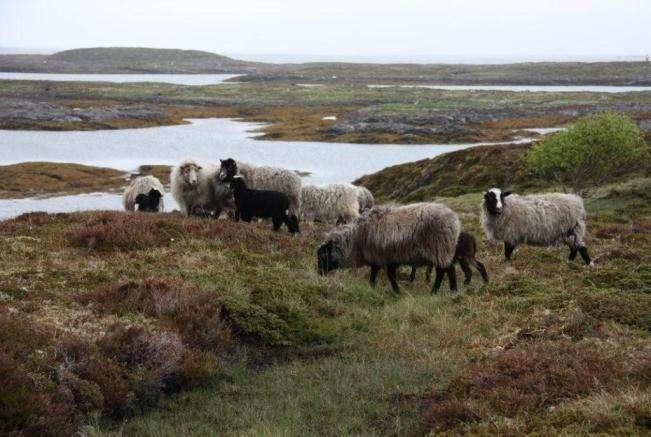 Kystlyngheiene har et gunstig karbonkretsløp ved at karbonet går videre i en klimavennlig kjøttproduksjon ved aktiv beitebruk.