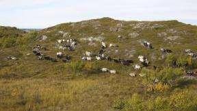 2010 Status: A, Naturreservat, Ramsar-område.