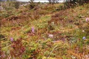 Areal: Holandsosen naturreservat 1600 daa, Hysvær 900 daa, Store Buøya 500 daa, Blomsøy