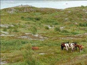 3000 daa kystlynghei. Foto og Kart: Skeisnesset rommer store arealer med kalklyngheier på berg med tynt jordsmonn. Foto: Arnfinn Holand. Villsaudrift er under oppstarting i tråd med skjøtselsplanen.