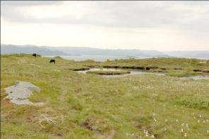 Hodnafjellet, Askje, Rennesøy, Rogaland Litt.: Nystad & Sørum 1994, Dagestad 199?, Jordal 2006, Norderhaug et al. 2007.