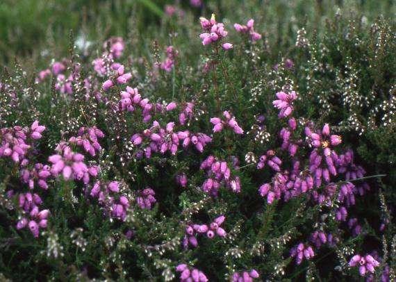 Purpurlyng (Erica cinerea) (nær truet) er vàr for kulde og finnes bare i de