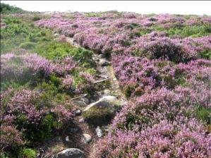 1500 daa Foto og kart Sammenhengende lyngheivegetasjon i Svartebergsområdet.