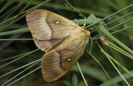 Eikespinner, hunn, (Lasiocampidae quercus callunae), en av våre største sommerfugler.