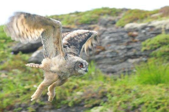 Hubro (Bubo bubo) (sterkt truet) hekker ofte i kystlyngheier, her en