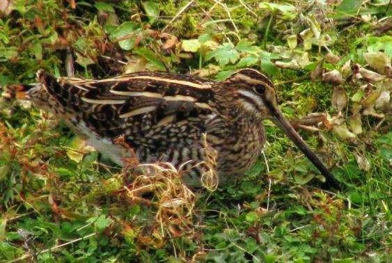 Enkeltbekkasin (Gallinago gallinago) er karakterart i kystlyngheiers fuktige småmyrer. Foto. Tor Bollingmo. 1.1.4.