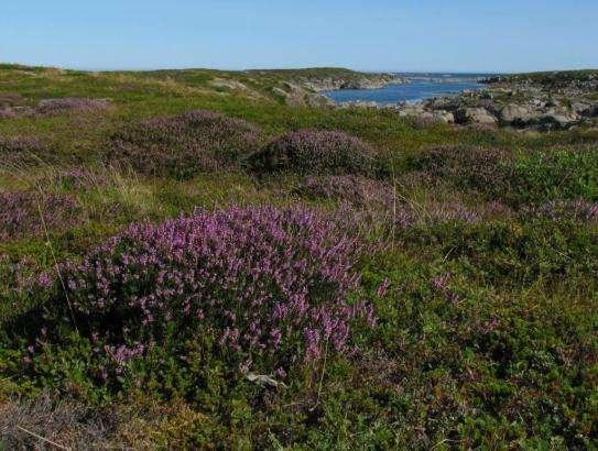 Fattig lynghei 6-7 år etter opphørt beite. Hevden begynner å bli dårligere, røsslyngen eldes. Froan, Sør-Trøndelag. Foto. Tor Bollingmo. 1.