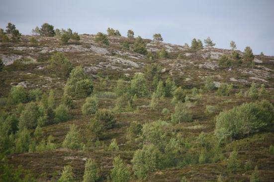 nitrogenforurensing, utsetter lyngheiene i sør og sørvest for gjødsling. Denne endrer vegetasjonen i heiene blant annet ved at innslaget av grasarter øker (Aarrestad 2009). 1.3.