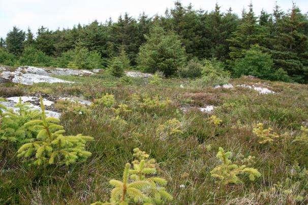 Spredning fra plantefelt med sitkagran (Pinaceae sitchensis) spres lett om hevden ikke er