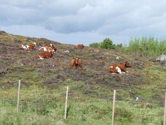 Igangsatt skjøtsel i samme område som forrige foto, nylig