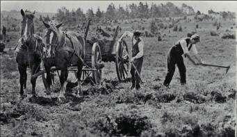 Dyrene beitet i utmarka om dagen og ble tatt inn i gardfloren om natten for å gi fra seg gjødsel.