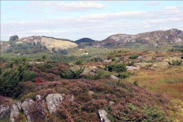 Variasjon Røsslyng, Calluna vulgaris, preger deler av kystfjell-heiene, i andre er krekling, Empetrum nigrum, coll. og blokkebær, Vaccinium uliginosum, viktige.