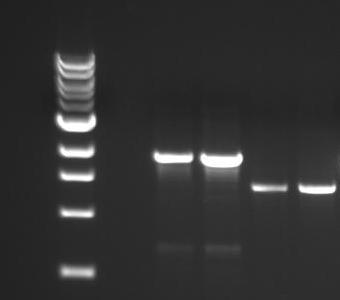 (B) PCR-produkt av primerne 36013 og 36015, ca 500 bp stort.