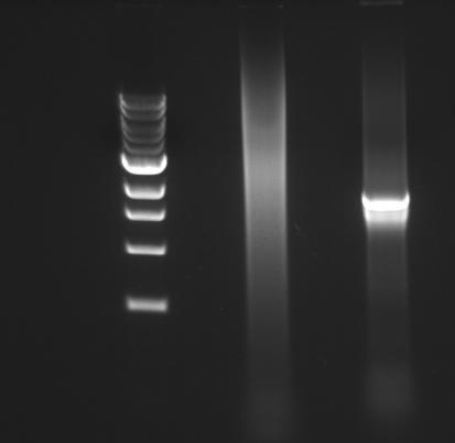 1 kb ladder fra NEB A B 3,0 kb 2,0 kb 1,5 kb 1,0 kb 0,5 kb Figur 18: PCR av varmebehandlede transformanter dyrket opp på LA med Erythromycin og Kanamycin. Man forventet et produkt på ca 2000 bp.