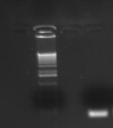 1 kb ladder fra Invitrogen Megaprimer 1,6 kb 1,0 kb 0,5 kb Megaprimer Figur 21: Syntese av megaprimer ble gjort ved PCR med genomisk DNA fra LMGT 3601 som templat og primerne 36016 og 36017.