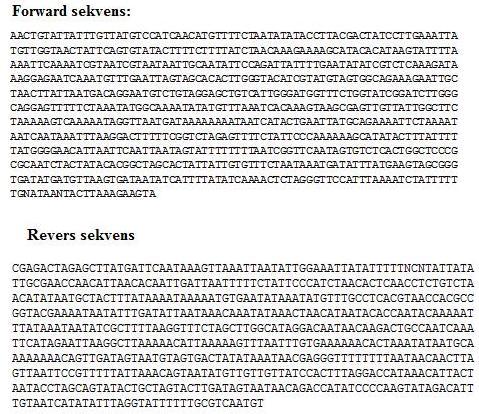 Figur 25: Sekvensene som resulterte av sekvensering av bånd på cirka 2 kb. Dette båndet var en følge av PCR med primere som hybridiserte til en ny contiger laget ved en tidligere sekvensering.