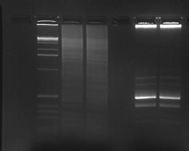 Ved hjelp av resultatet av sekvenseringen ble nye primere syntetisert og en ny invers PCR ble gjort med det samme invers-megaprimer produktet som ble bruk ved nested-pcr.