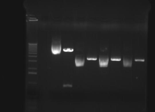 1 kb ladder A1 A2 B1 B2 C1 C2 D1 D2 3,0 kb 2,0 kb 1,6 kb 1,0 kb 0,5 kb Figur 30: DNA, henholdsvis ukuttet og kuttet med BamHI, fra elektrokompetente Escherichia coli.