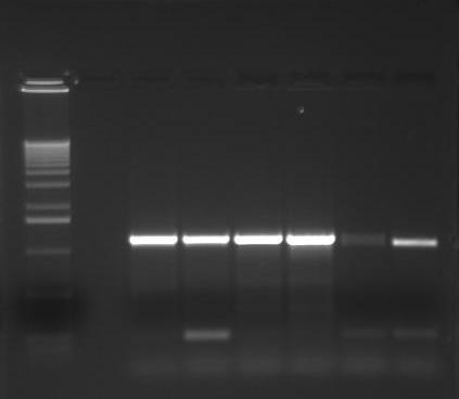 (B.1) Ukuttet DNA fra transformant B. (B.2) BamHI-kuttet DNA fra transformant B.(C.1) Ukuttet DNA fra transformant C. (C.2) BamHI-kuttet DNA fra transformant C. (D.1) Ukuttet DNA fra transformant D.