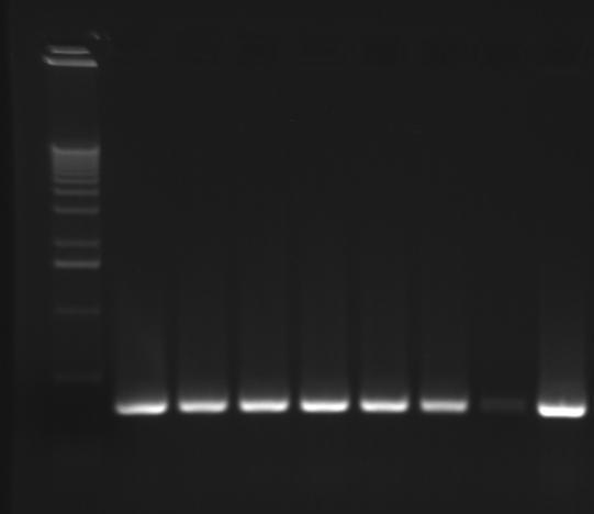 Samtlige av PCR-produktene var 1,2 kb store. Dette viser at p32 står slik at denne promotoren skal kunne starte transkripsjon av leucocin H-genklyngen.