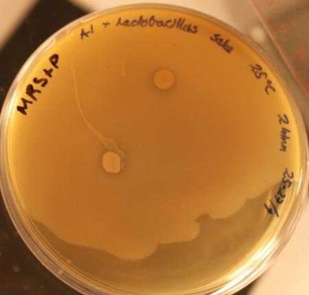 Som vist i tabell 19, 20, 21 og 22, er det tydelig hemming av Lactococcus lactis subsp. cremoris, og Lactobacillus sakei. Dette ser man på de skarpe, avgrensede kantsonene. Figur 35 illustrerer dette.