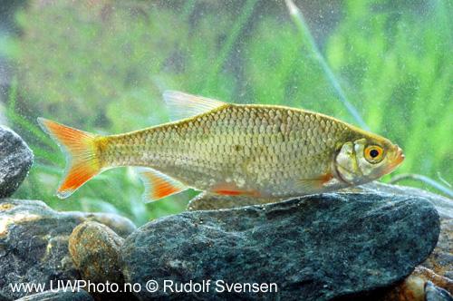 Et eksempel er regnbueørret (Oncorhynchus mykiss) som har vanskelig for å etablere seg i norsk natur.