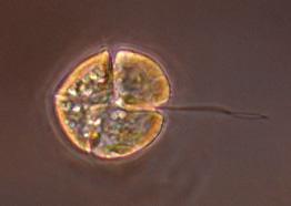 En rekke arter introdusert til Europa har med stor sannsynlighet kommet hit fraktet i eller på skip. Kiselalgen Coscinodiscus wailesii er en naturlig art i Det indiske hav og Stillehavet.