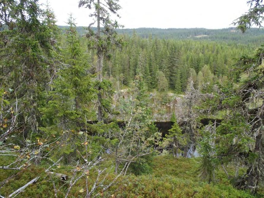 Gammel granskog langs Krokløken.