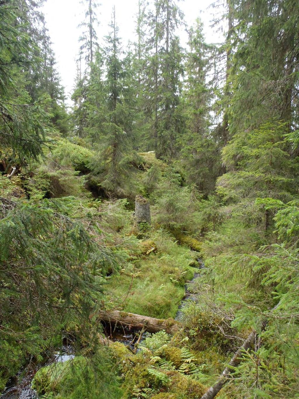 Gammel gransumpskog ved Rolighaugen.