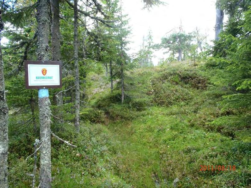 Blåmerka sti ved grensa til Spålen-Katnosareservatet