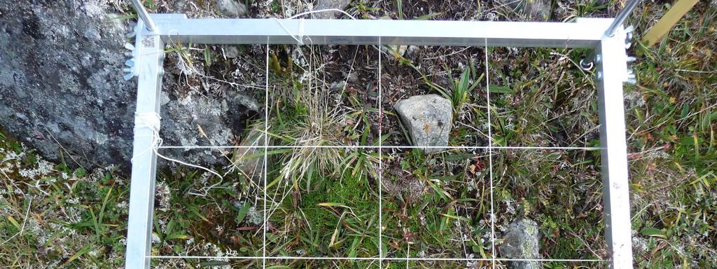 Vegetasjonsetablering på fem alpine steintipper i Sogn og Fjordane i 1993/95 og 2008 Fig. 7. Analyserammen med 16 småruter plassert på uforstyrrete omgivelse, Sothaug 2.3. Økologiske målinger Til hvert rute ble det samlet inn jord til jordanalyser.