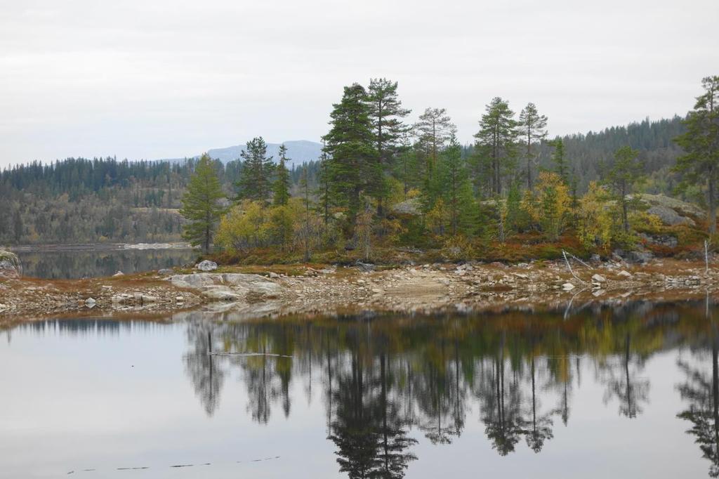 Fig. 8: Reir FL05a på Fagerfjell i Flesberg er det siste nye fiskeørnreiret i bruk som ble lokalisert i. Foto: Steinar Stueflotten, 21.09.16.