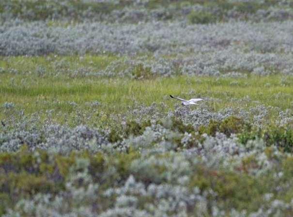 Bevaringsmål 2 (myrhauk). Myrhauk (Circus cyaneus) skal regelmessig gjennomføre vellykkede hekkinger innenfor Fokstumyra naturreservat. Bakgrunn: Verneformålet for Fokstumyra naturreservat er bl.a. å