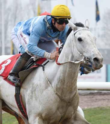 Derbyfeltet 2017 5 TIN MAN (FR) Eier: Mr Ascot Mange av hestene i årets Derbyfeltet startet ikke som toåring. Det gjelder også Tin Man.