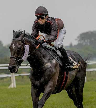 Derbyfeltet 2017 11 ISTAN (GB) Eier: Kjeldsbjerggaard ApS Etter to seire i Irland, kom Istan til Klampenborg og Bent Olsen med formtall 86.