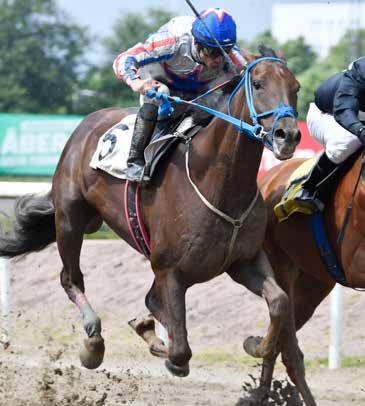 Derbyfeltet 2017 15 AMAZING PRINCE (FR) Eier: Hästgruppen i Lund Kommer til Kingsland Norsk Derby med kun fire starter i bagasjen, alle løpene fra i år.