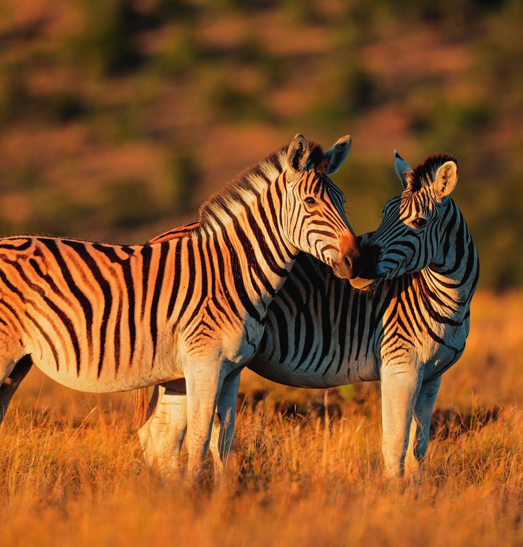 RUNDREISE I SØR-AFRIKA - REISELENGDE 14 DAGER På denne fantastiske rundreisen får vi oppleve alt fra landets rike dyreliv til velsmakende gastronomi og deilige viner.