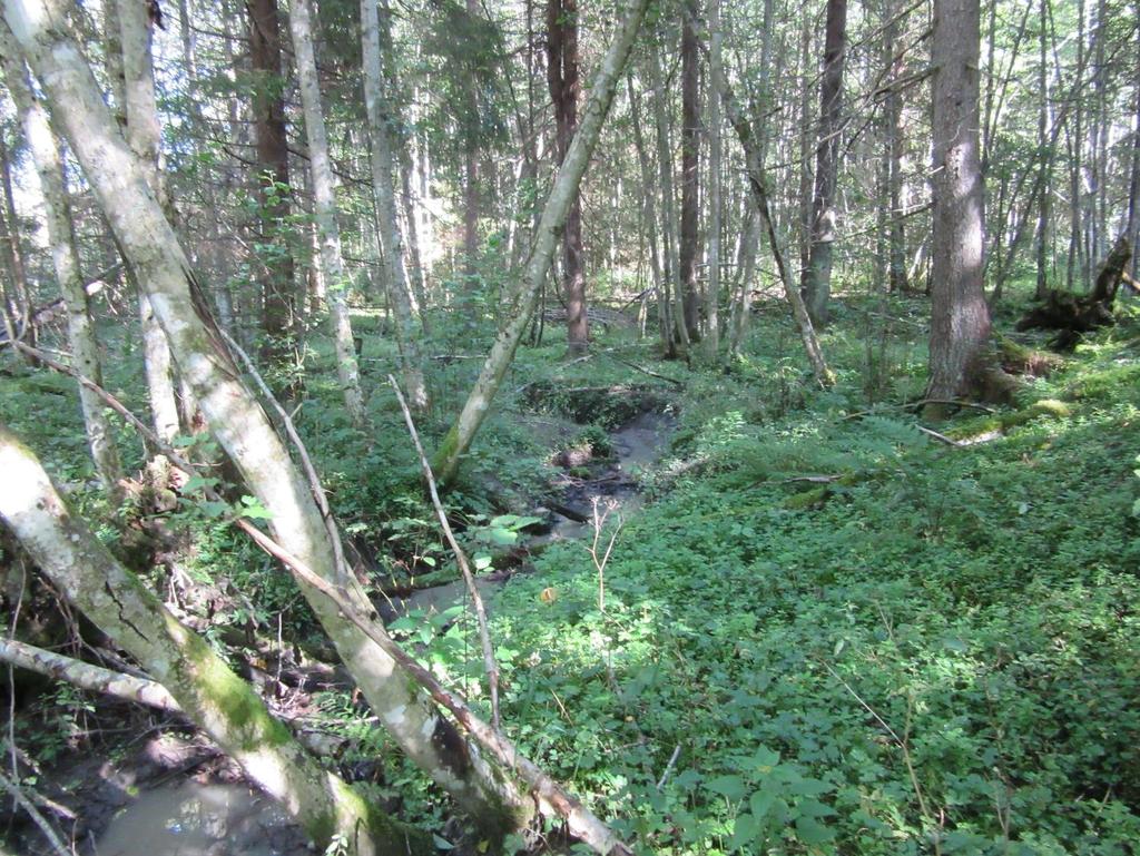 Trestammene kan forsinke flomvannet Skogsjorda kan fungere som en svamp Mye organisk materiale som holder på vannet