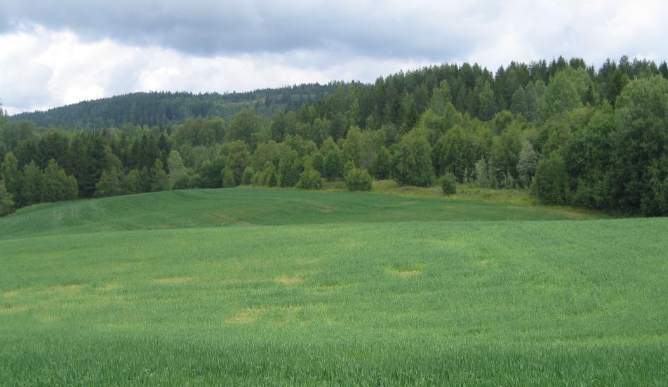 Planområdet består i stor del av blandingsskog, sett mot nordøst. Planområdet Trolldalen i nordøstre del Gårdsnavnshistorie Gårdsnavnene kan fortelle oss mye om eldre tider.