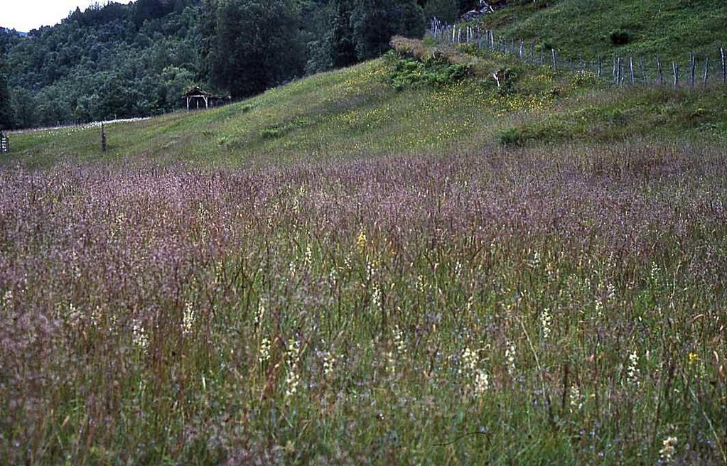 Vedlegg 3g: Gamalnorsk Spælsau på