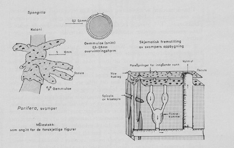 21 og svampene danner gemmulae. Nederst på figur 20 vises en statoblast og en larve av mosdyret Cristatella.