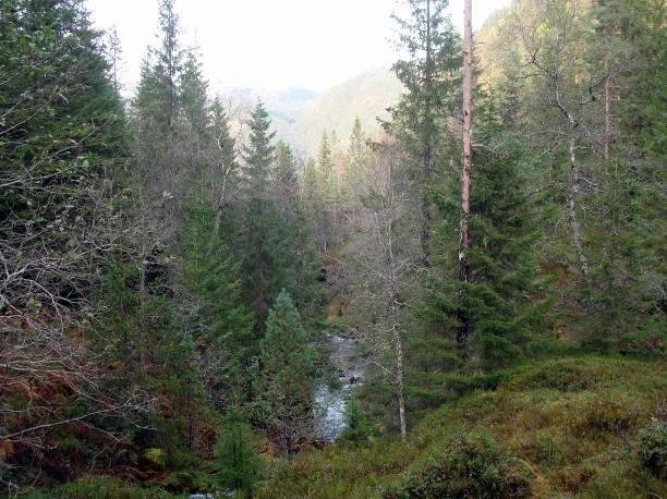 I denne skogen finnes flere av artene observert i blåbærskogen, men den domineres av røsslyng og blokkebær samt noe stri kråkefot og lusegras.