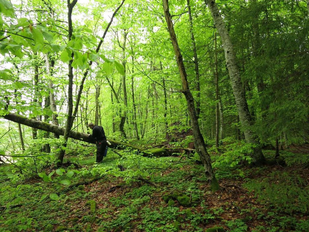 Figur 14: Undersøkelse av bøkeskog ved Kongelv. Foto: Stefan Olberg. Reir En kunstig oppdemmet og inngjerdet dam ved idrettsanleggene på Reir i Skoppum ble kartlagt for naturverdier.