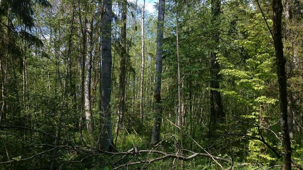 sannsynligvis innenfor Åsrød S. Figur 5: Bøkeskog ovenfor kanten sørøst i Åsrød S. Foto: Stefan Olberg. Figur 6: Enkelte eldre asketrær står i ellers ung skog nord i Åsrød S. Foto: Stefan Olberg. Snapsrød N Snapsrød N er tiltenkt som deponi for stein og masser fra ny jernbanetunnel.