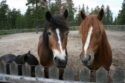 2 000,- (deltagere fra Ringsaker) Kursdeltagere fra andre kommuner må betale en høyere egenandel Antall plasser: Totalt 10 plasser Kurset er tilrettelagt med egne leiere og rolige hester.